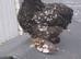 Black mottled pekin chicken