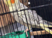 Young cockatiels