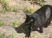**STILL AVALIABLE**  1 year old black meduim haired female
