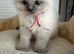Ragdoll kittens