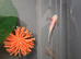 Axolotl babies