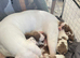 (READY TO VIEW) American Bulldog puppies
