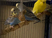 4 budgies for sale
