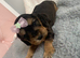 Cocker spaniel puppies