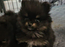 FULLY VACCINATED.   Champion bloodlines. kc registered Pomeranian puppies