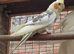 Beautiful pied baby ready now