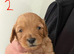 4 Cavapoo puppies