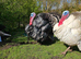 Turkey chicks UNSEXED