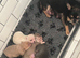 Chihuahua puppies (READY NOW)