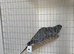 Black Face Budgies
