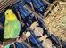 Baby budgies