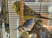 Beautiful baby budgies