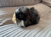 Baby guinea pig