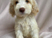 Cockapoo puppies