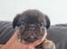 Health test clear french bulldog puppy