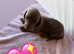 Beautiful dachshund puppies