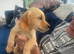 Fantastic Goldendoodle puppy’s