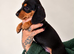 Beautiful dachshund puppies