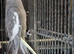Female Cockatiel