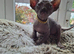 Stunning Sphynks kittens, Ready Saturday