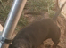 2 yrs old mini dapple dashund to rehome