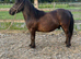 Standard shetland 3 year old gelding