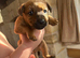 Lakeland x dachshund puppies