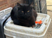 Three 5 month old cats looking for forever homes