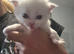 Kittens to reserve mum is full pedagree chinchilla Persian dad is full ragdoll