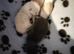 Tow kittens available