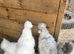Chicks and chickens read description