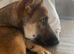 Mali X German Shepard boy
