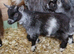 Pygmy Goat Kids PGC Registered
