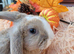 Gorgeous Litter of Mini Plush Lops ( Dense Velvet type Coat)