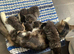 Beautiful long hair kittens