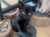 Kittens for sale