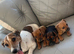 Adorable Jack Russell puppies