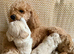 Gorgeous Maltipoo puppies