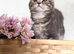 Scottish fold kittens