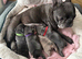 Beautiful French Bulldog Puppies