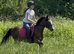 12.2/3H - 4Yo - Ride & Drive - Bay - Gelding - Riding Pony
