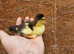 Muscovie ducklings available
