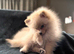 Pomeranian Puppies &ndash; Two Beautiful Boys.
