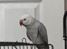 Tame Indians Ringneck