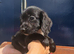 Sprocket puppies