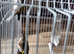 4 grey goldfinchs for sale 2026