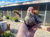 SABLEPOOT / BOOTED BANTAM GROWING PAIRS AND SPARE COCKERELS