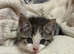 Ragdoll Mix Kittens (Ready Now)