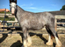TGCA yearling Cob Colt to make 13hh