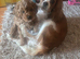 Cavapoo puppies for sale